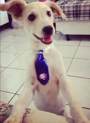Cachorro raça SRD idade 2 a 6 meses nome Omalley
