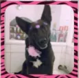 Loba