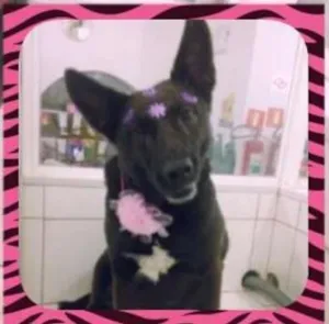 Cachorro raça SRD idade 3 anos nome Loba