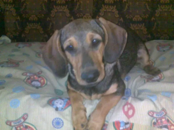 Cachorro raça SRD idade 2 anos nome Juca e Gilda