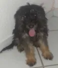 Cheid