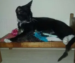 Gato raça SRD idade 2 a 6 meses nome Mina
