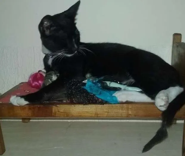 Gato ra a SRD idade 2 a 6 meses nome Mina