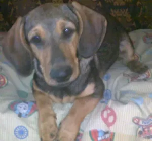 Cachorro raça SRD idade 2 anos nome Juca e Gilda