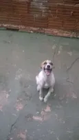 Laila
