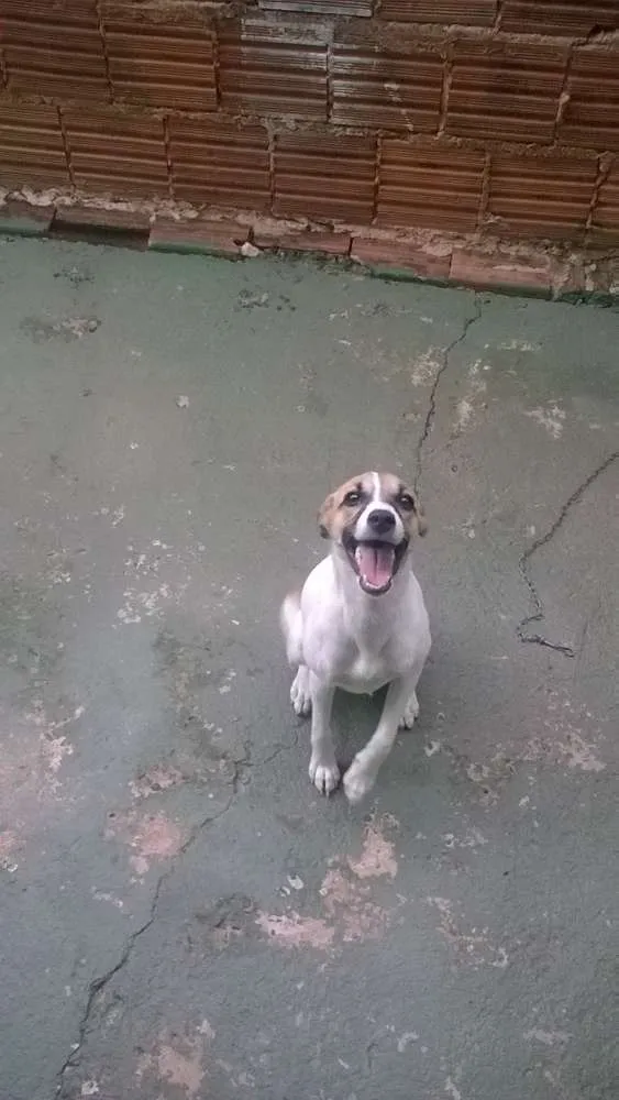Cachorro ra a sem raça definida idade 2 a 6 meses nome Laila