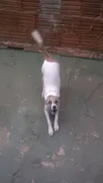 Laila
