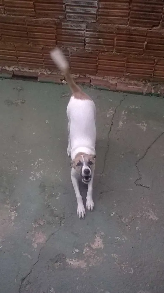 Cachorro ra a sem raça definida idade 2 a 6 meses nome Laila
