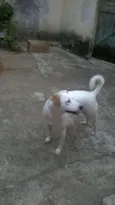 branquinha