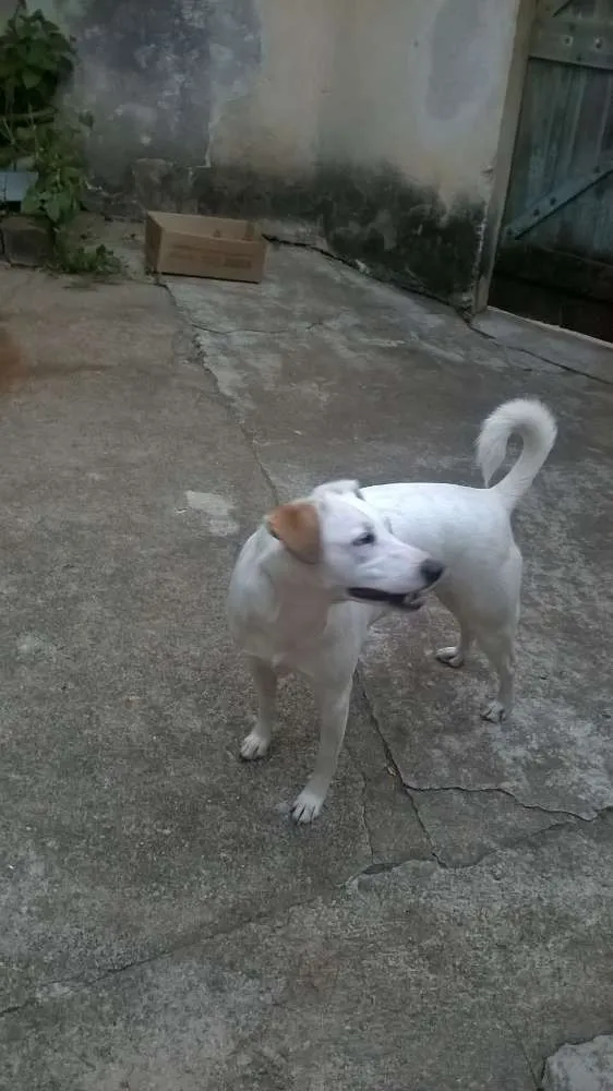 Cachorro ra a rs idade 4 anos nome branquinha