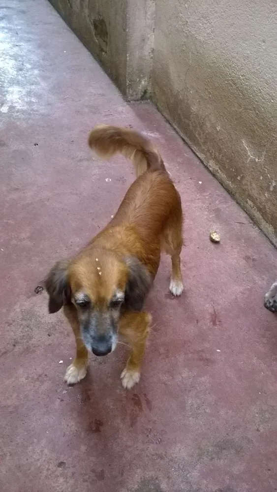 Cachorro ra a rs idade 6 ou mais anos nome piluca