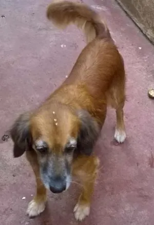 Cachorro raça rs idade 6 ou mais anos nome piluca