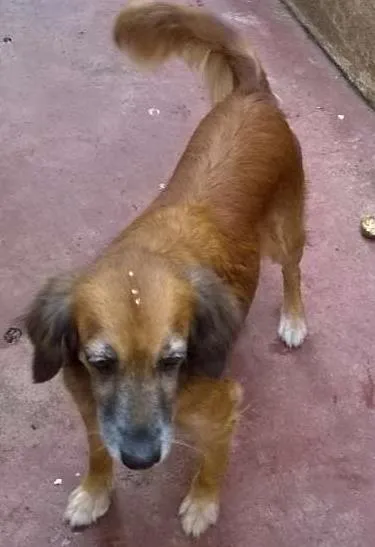 Cachorro ra a rs idade 6 ou mais anos nome piluca
