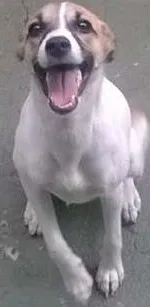 Cachorro ra a sem raça definida idade 2 a 6 meses nome Laila