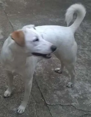 Cachorro raça rs idade 4 anos nome branquinha