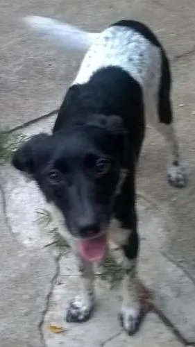 Cachorro raça rs idade 3 anos nome nina