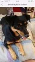 Pretinha