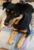Pretinha