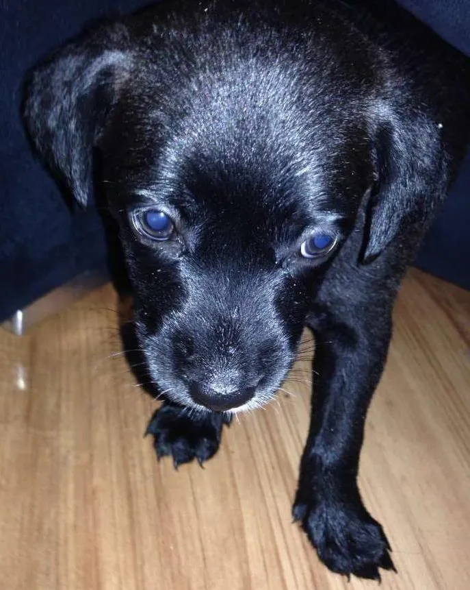 Cachorro raça  idade Abaixo de 2 meses nome NNNNNNN