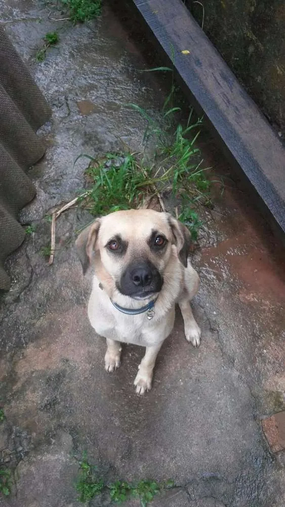 Cachorro ra a SRD idade 7 a 11 meses nome Mel