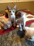 Gatos bebês 