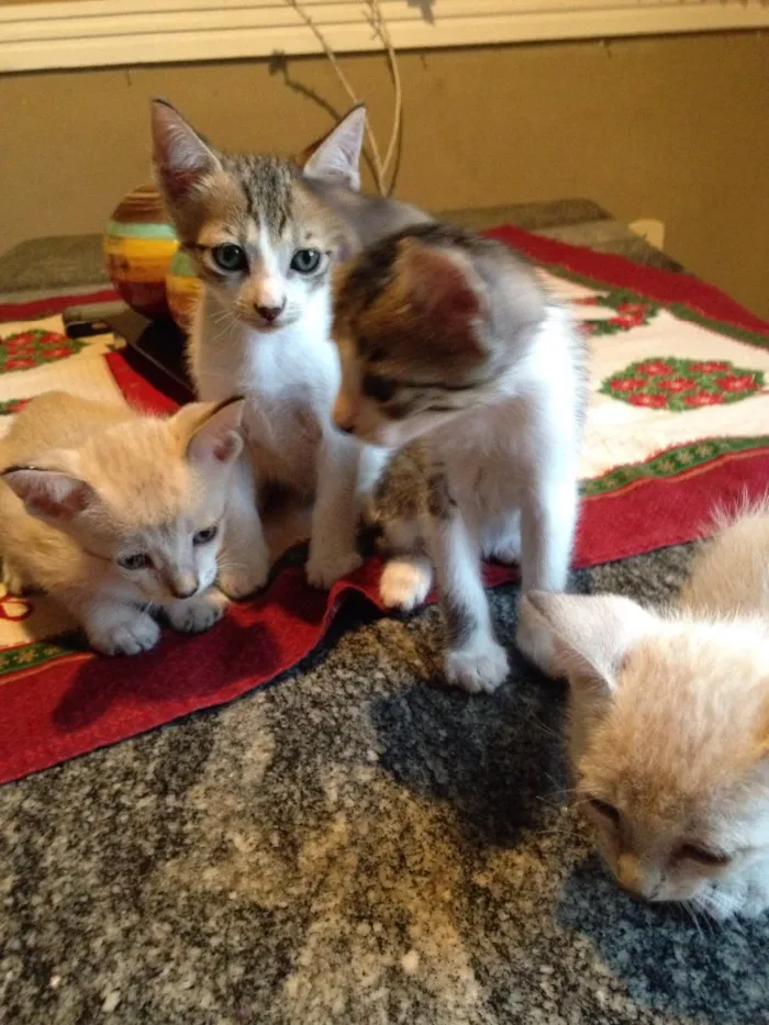 Gato ra a Vira-lata  idade Abaixo de 2 meses nome Gatos bebês 