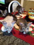 Gatos bebês 