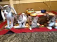 Gatos bebês 
