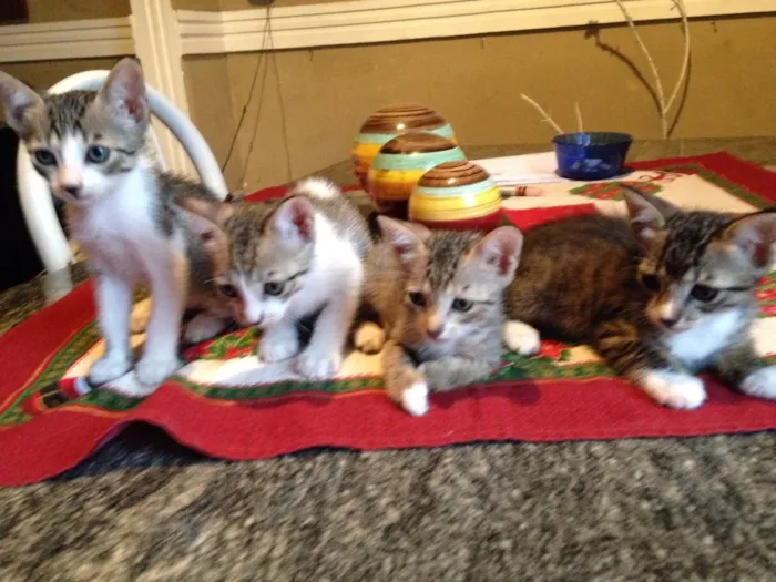 Gato ra a Vira-lata  idade Abaixo de 2 meses nome Gatos bebês 