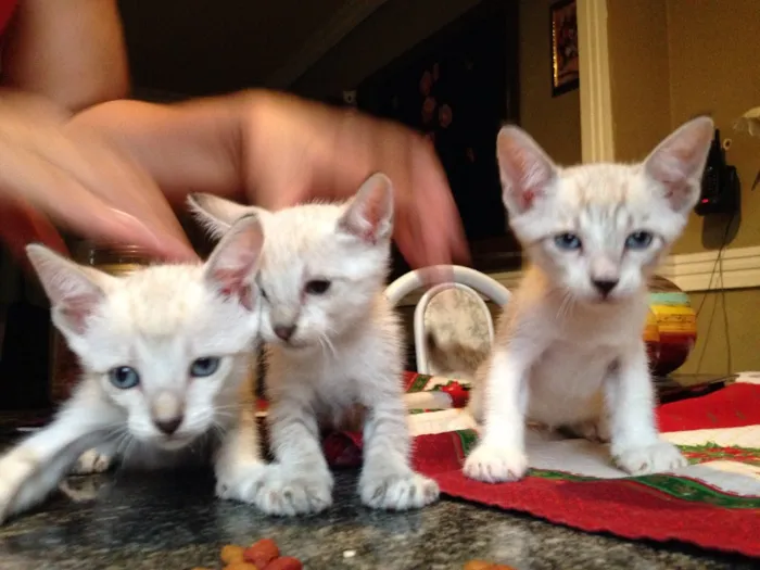 Gato ra a Vira-lata  idade Abaixo de 2 meses nome Gatos bebês 