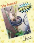Chico Mimi Flor Toddy