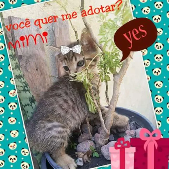 Gato ra a Mestiços idade Abaixo de 2 meses nome Chico Mimi Flor Toddy