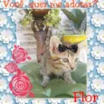 Chico Mimi Flor Toddy