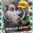 Chico Mimi Flor Toddy