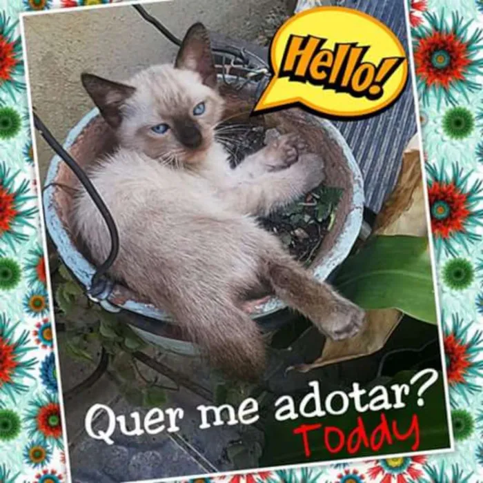 Gato ra a Mestiços idade Abaixo de 2 meses nome Chico Mimi Flor Toddy