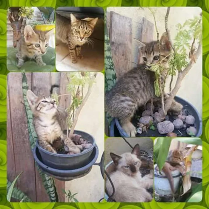 Gato ra a Mestiços idade Abaixo de 2 meses nome Chico Mimi Flor Toddy