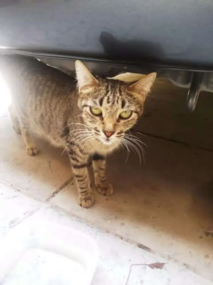 Gato ra a Mestiços idade Abaixo de 2 meses nome Chico Mimi Flor Toddy