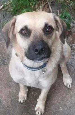 Cachorro raça SRD idade 7 a 11 meses nome Mel