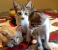 Gatos bebês 