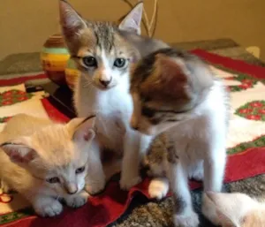Gato raça Vira-lata  idade Abaixo de 2 meses nome Gatos bebês 