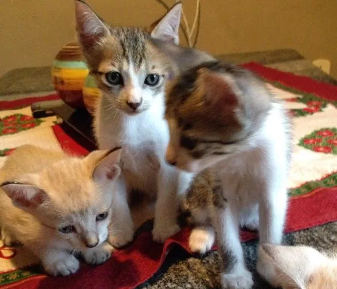 Gato ra a Vira-lata  idade Abaixo de 2 meses nome Gatos bebês 