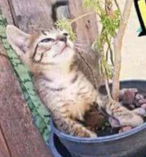 Gato raça Mestiços idade Abaixo de 2 meses nome Chico Mimi Flor Toddy