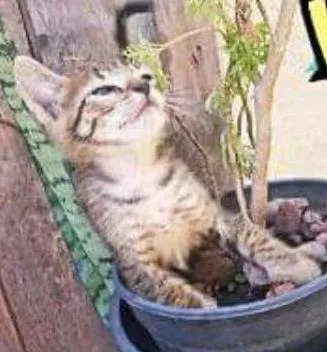 Gato ra a Mestiços idade Abaixo de 2 meses nome Chico Mimi Flor Toddy