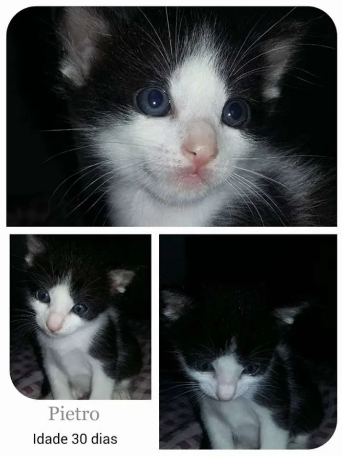Gato ra a SRD idade Abaixo de 2 meses nome Pietro/Gambá