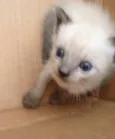 Gatinhos