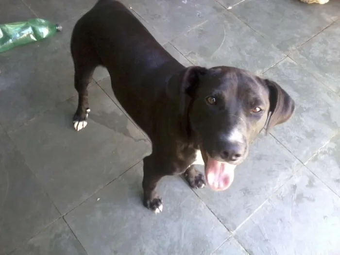 Cachorro ra a SRD idade 1 ano nome Thor