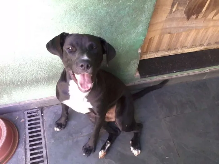 Cachorro ra a SRD idade 1 ano nome Thor