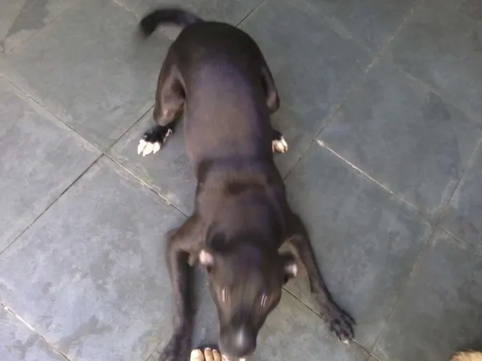 Cachorro ra a SRD idade 1 ano nome Thor