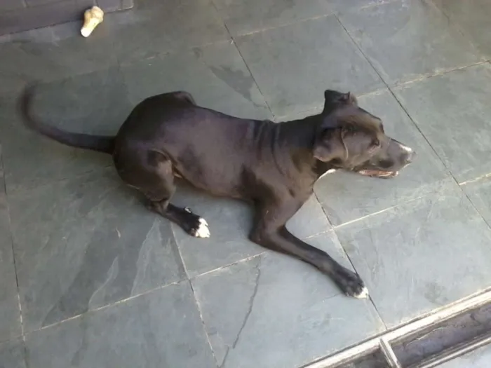 Cachorro ra a SRD idade 1 ano nome Thor