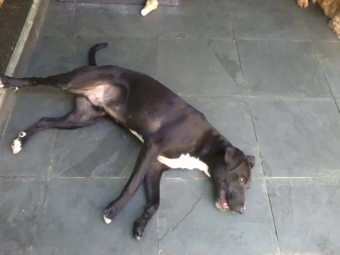 Cachorro ra a SRD idade 1 ano nome Thor
